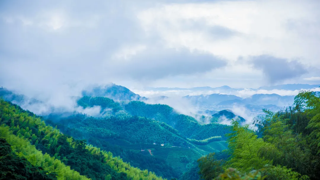 山地云海与层层茶田