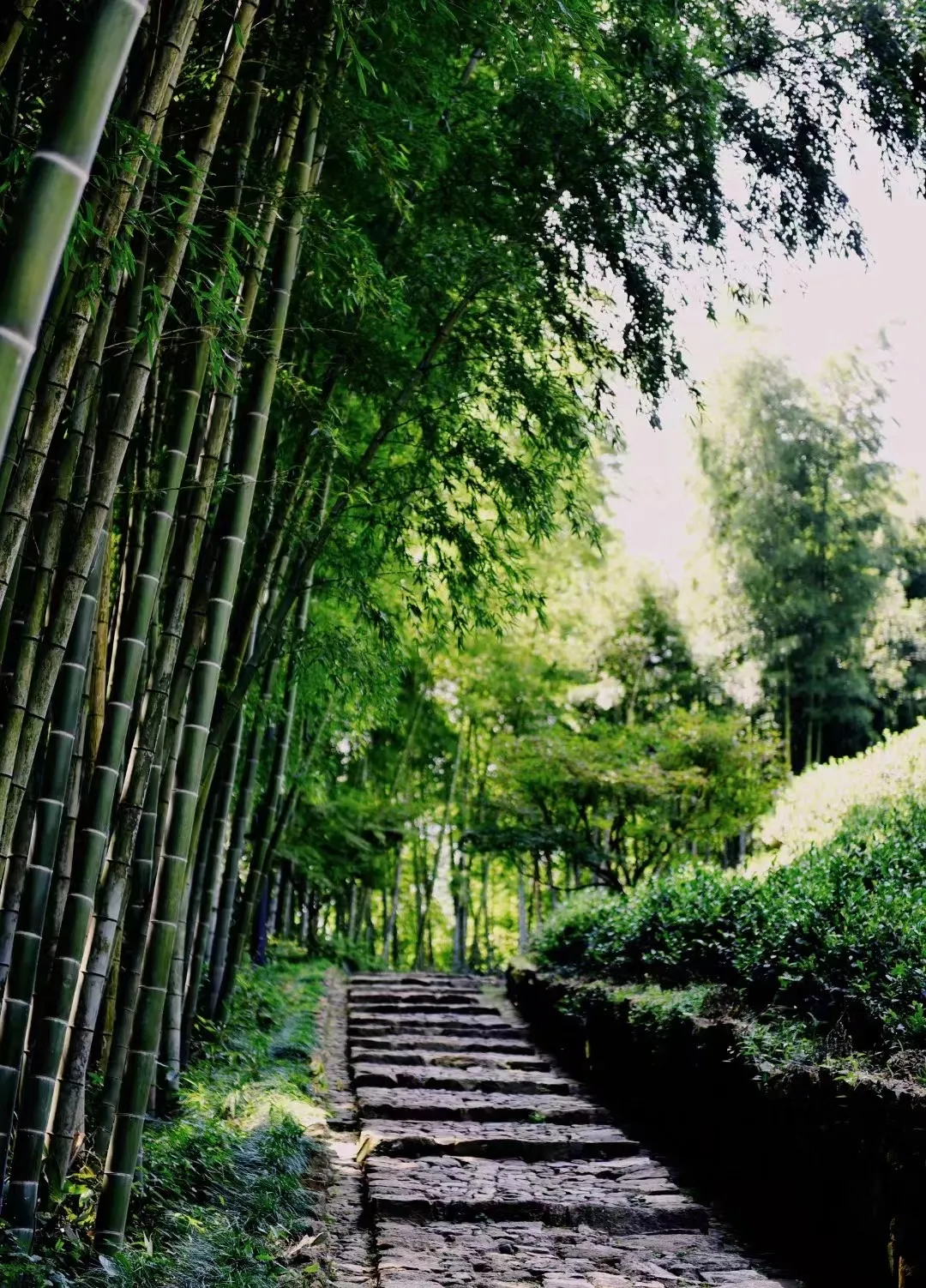 阳光透过竹林洒落的石板小径