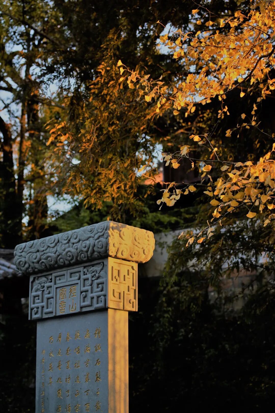 银杏掩映下的古寺石碑